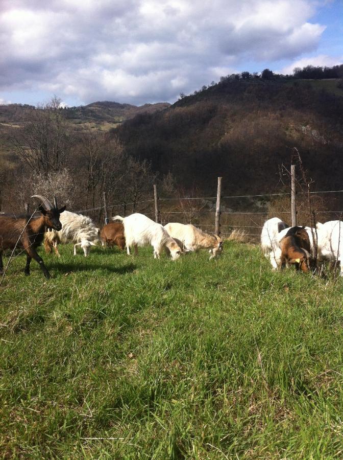 Agriturismo Il Covo Del Solengo Villa Valtopina Exteriör bild