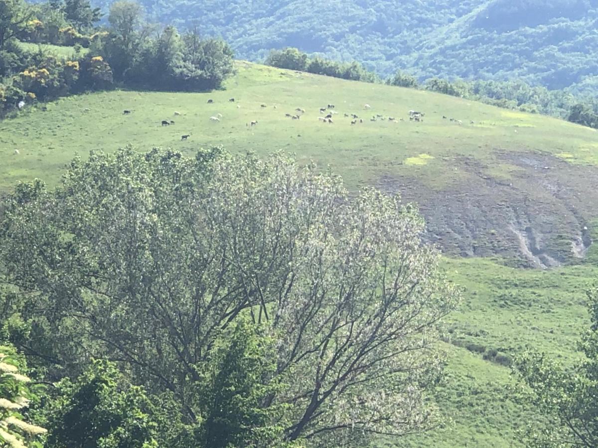 Agriturismo Il Covo Del Solengo Villa Valtopina Exteriör bild